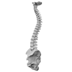 Stroud Chiropractor logo